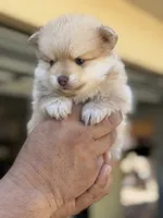 Lucas , a male Pomeranian for sale in Lindsay, CA – 9 of 9