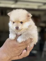 Lucas , a male Pomeranian for sale in Lindsay, CA – 6 of 9