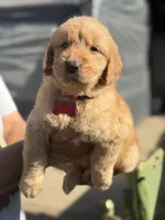 Luna, a female Golden Retriever for sale in Lindsay, CA – 7 of 7