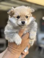 Bruce , a male Pomeranian for sale in Lindsay, CA – 9 of 9