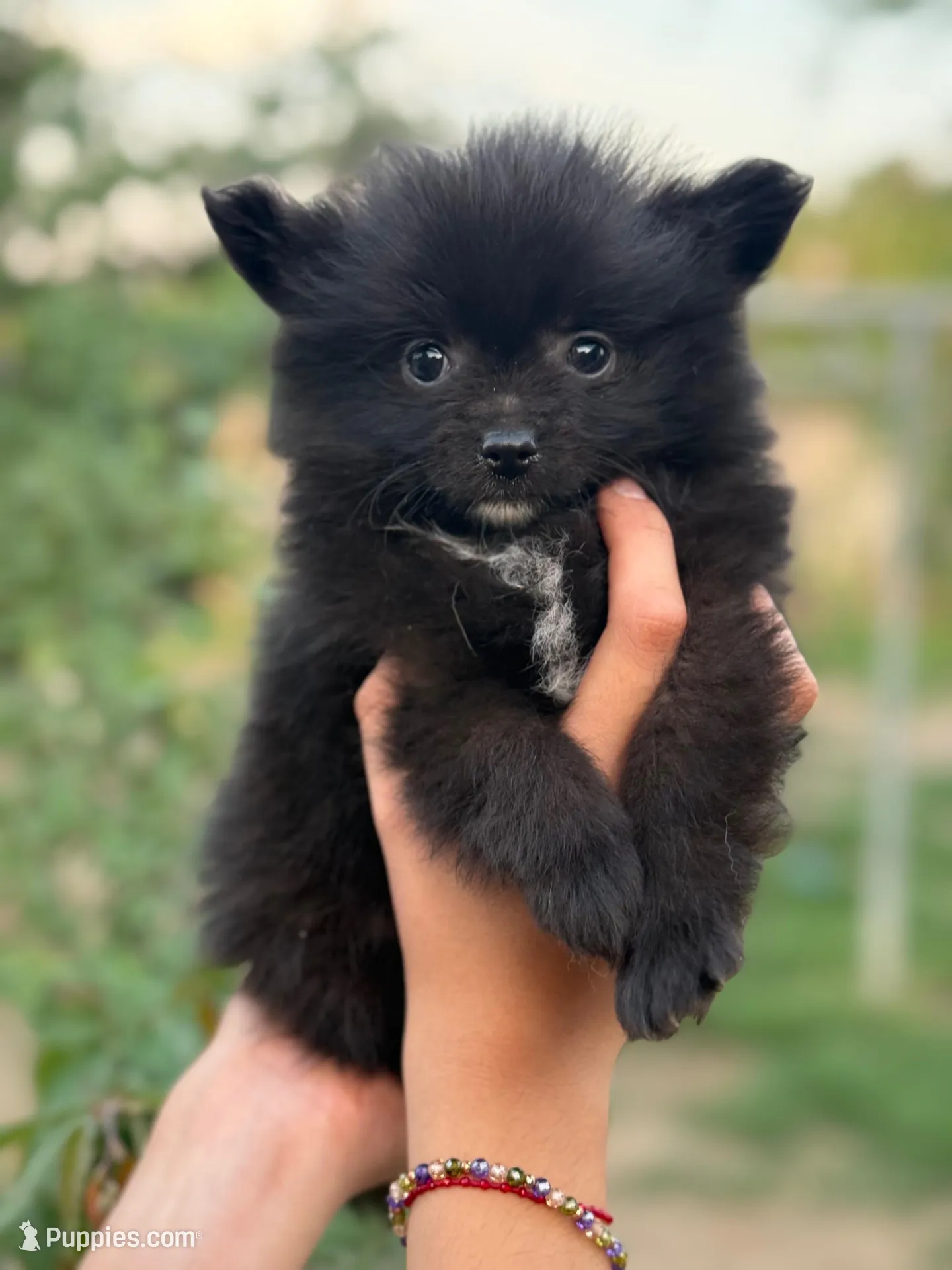 Lucas , a male Pomeranian for sale in Lindsay, CA – Photo 2 of 8