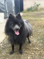 Blackie , a male Pomeranian for sale in Lindsay, CA – Photo 1 of 4