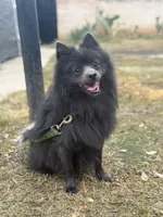 Blackie , a male Pomeranian for sale in Lindsay, CA – Photo 4 of 4