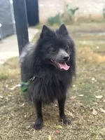 Blackie , a male Pomeranian for sale in Lindsay, CA – Photo 2 of 4