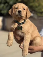Lily, a female Golden Retriever for sale in Lindsay, CA – 3 of 8