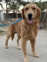 Simon , a male Golden Retriever for sale in Lindsay, CA – 3 of 7