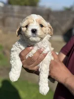 Lexy, a female Poodle - Miniature  for sale in Lindsay, CA – Photo 6 of 7