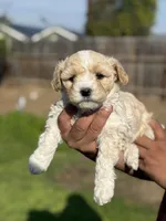 Lexy, a female Poodle - Miniature  for sale in Lindsay, CA – Photo 1 of 7