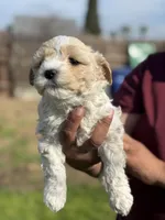 Lexy, a female Poodle - Miniature  for sale in Lindsay, CA – Photo 5 of 7