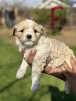 Lexy, a female Poodle - Miniature  for sale in Lindsay, CA – Photo 2 of 7