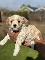 Lexy, a female Poodle - Miniature  for sale in Lindsay, CA – Photo 7 of 7