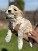 Lexy, a female Poodle - Miniature  for sale in Lindsay, CA – Photo 4 of 7