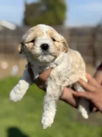 Lexy, a female Poodle - Miniature  for sale in Lindsay, CA – Photo 3 of 7