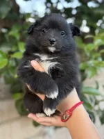 Simon, a female Pomeranian for sale in Lindsay, CA – Photo 6 of 8