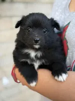 Simon, a female Pomeranian for sale in Lindsay, CA – Photo 7 of 8