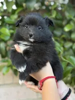 Simon, a female Pomeranian for sale in Lindsay, CA – Photo 8 of 8