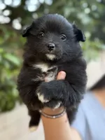 Simon, a female Pomeranian for sale in Lindsay, CA – Photo 1 of 8