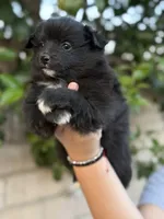 Simon, a female Pomeranian for sale in Lindsay, CA – Photo 2 of 8