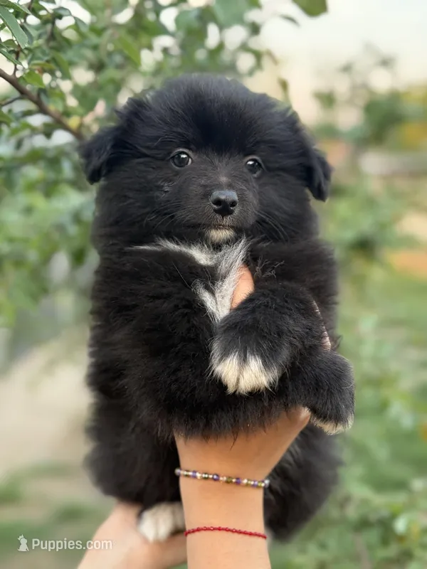 Simon – Pomeranian puppy for sale in Lindsay, CA