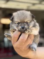 Buddy, a male Pomeranian for sale in Lindsay, CA – 2 of 10