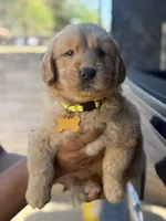 Lola, a female Golden Retriever for sale in Lindsay, CA – 3 of 7