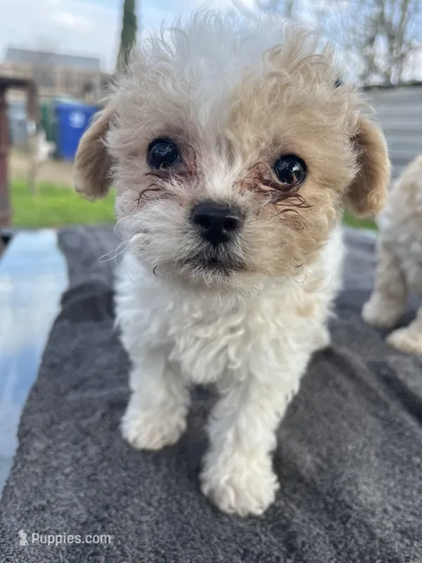 Lexy, a female Poodle - Miniature  for sale in Lindsay, CA – Photo 1 of 2