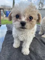 Lexy, a female Poodle - Miniature  for sale in Lindsay, CA – Photo 1 of 2