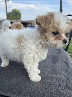 Lexy, a female Poodle - Miniature  for sale in Lindsay, CA – Photo 2 of 2