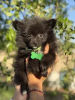 Lucas , a male Pomeranian for sale in Lindsay, CA – Photo 8 of 8