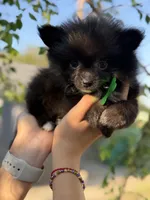 Lucas , a male Pomeranian for sale in Lindsay, CA – Photo 4 of 8