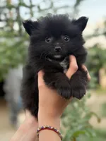 Lucas , a male Pomeranian for sale in Lindsay, CA – Photo 3 of 8