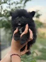 Lucas , a male Pomeranian for sale in Lindsay, CA – Photo 5 of 8