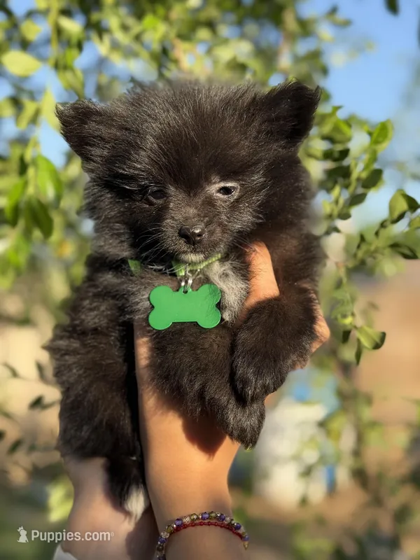 Lucas  – Pomeranian puppy for sale in Lindsay, CA