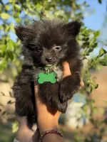 Lucas , a male Pomeranian for sale in Lindsay, CA – Photo 1 of 8