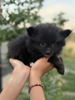 Lucas , a male Pomeranian for sale in Lindsay, CA – Photo 7 of 8