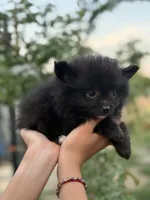 Lucas , a male Pomeranian for sale in Lindsay, CA – Photo 6 of 8