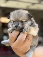 Buddy, a male Pomeranian for sale in Lindsay, CA – 9 of 10