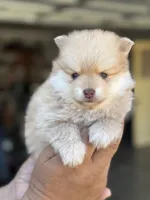 Lucas , a male Pomeranian for sale in Lindsay, CA – 4 of 9