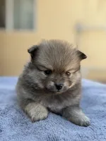 Buddy, a male Pomeranian for sale in Lindsay, CA – 3 of 10