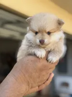 Lucas , a male Pomeranian for sale in Lindsay, CA – 3 of 9