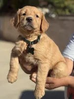 Lily, a female Golden Retriever for sale in Lindsay, CA – 4 of 8
