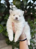 Diamond , a female Pomeranian for sale in Lindsay, CA – Photo 9 of 10