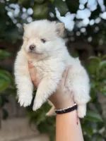 Diamond , a female Pomeranian for sale in Lindsay, CA – Photo 4 of 10