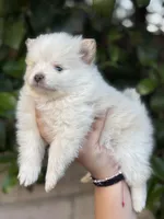 Diamond , a female Pomeranian for sale in Lindsay, CA – Photo 8 of 10