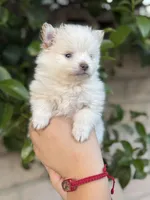 Diamond , a female Pomeranian for sale in Lindsay, CA – Photo 10 of 10