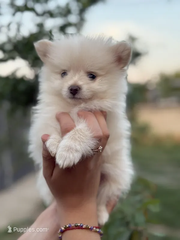 Diamond  – Pomeranian puppy for sale in Lindsay, CA