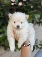 Diamond , a female Pomeranian for sale in Lindsay, CA – Photo 6 of 10