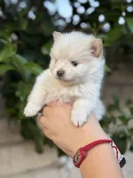 Diamond , a female Pomeranian for sale in Lindsay, CA – Photo 5 of 10