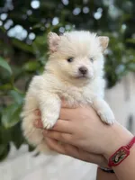 Diamond , a female Pomeranian for sale in Lindsay, CA – Photo 2 of 10
