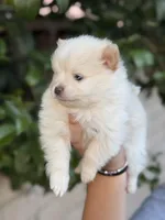 Diamond , a female Pomeranian for sale in Lindsay, CA – Photo 3 of 10